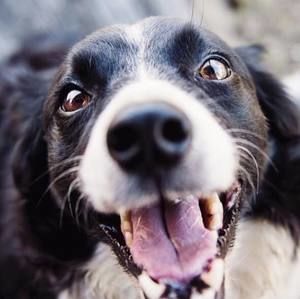 Meet your Posher, Joe